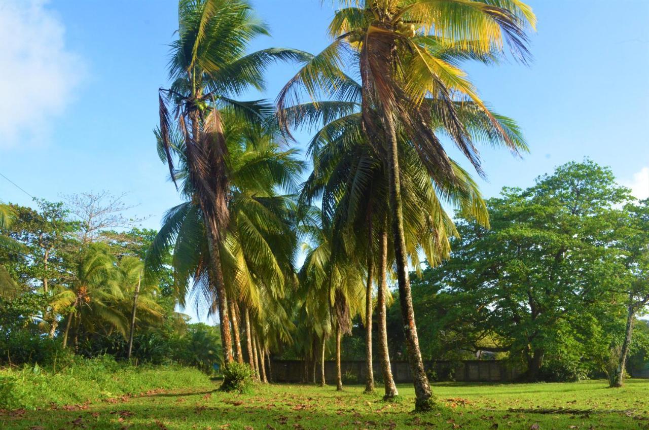 Hotel Pura Natura Beachfront Tortuguero Exterior foto